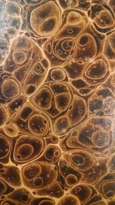 An example of a French shell pattern adorning the boards of a nineteenth-century book. Doesn't it look like cells under a microscope? (Book shown: 1816.2 Ignatius of Loyola)