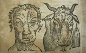 The similarities of man and cattle, as illustrated in a seventeenth-century physiognamy text